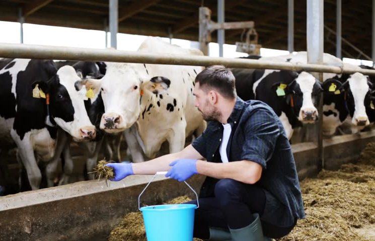 agriculture et mentorat